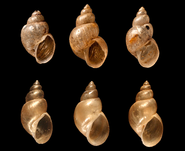 GEN&Eacute;TICA Y ECOLOG&Iacute;A EVOLUTIVA